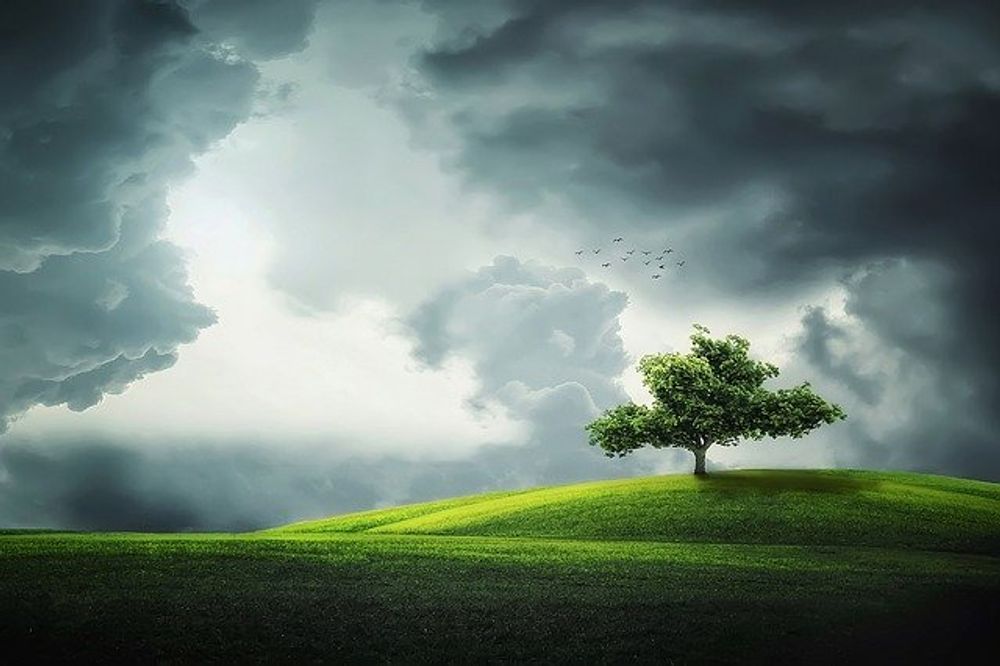 trees-trees-trees-calibre-one